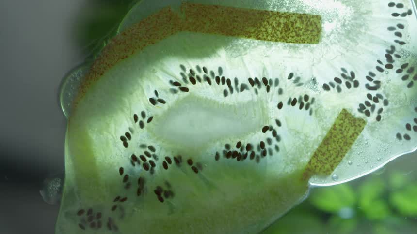 Kiwi being squished open
