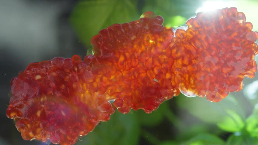 Three red raspberries get smashed flat on a glass surface