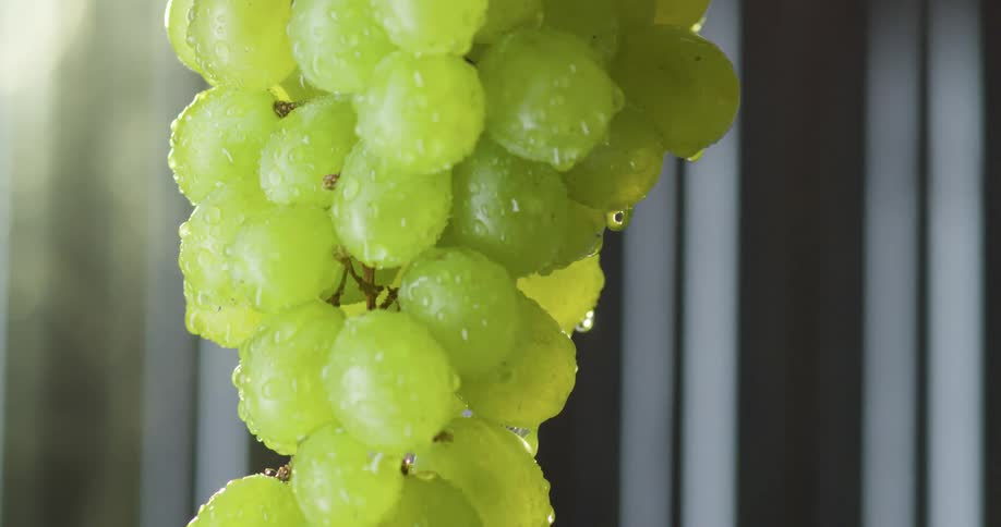 Grapes are being displayed outdoors