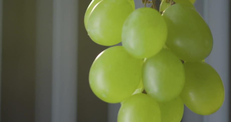Grapes are hanging from a vine in a room