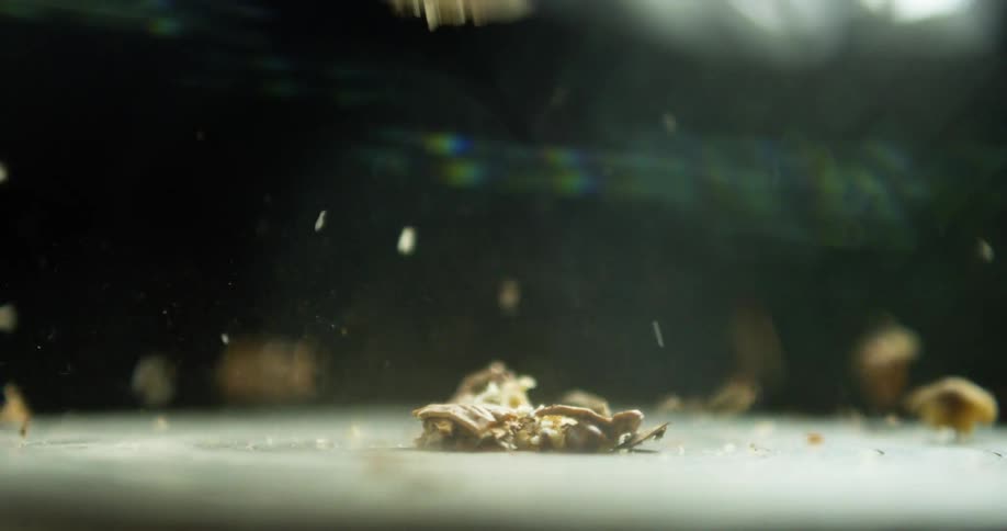 A hammer smashes a walnut