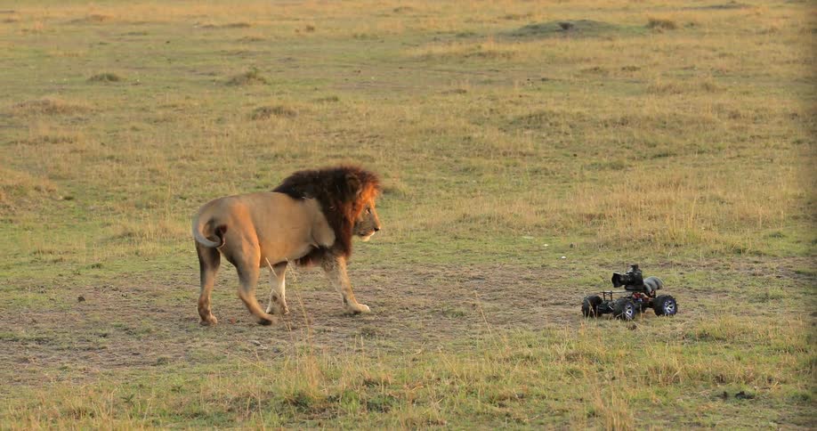 A lion unsurely follows a camera on a small remote vehicle