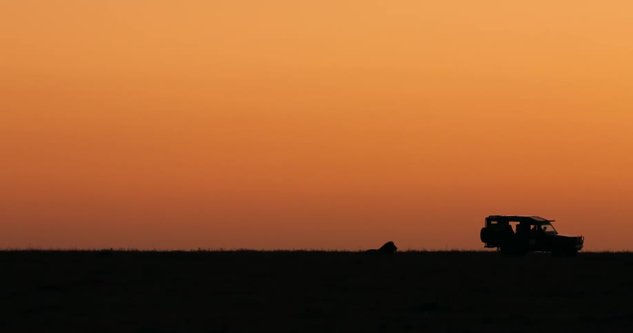 A lion, highlighted against an orange sky, lays down in front of a vehicle