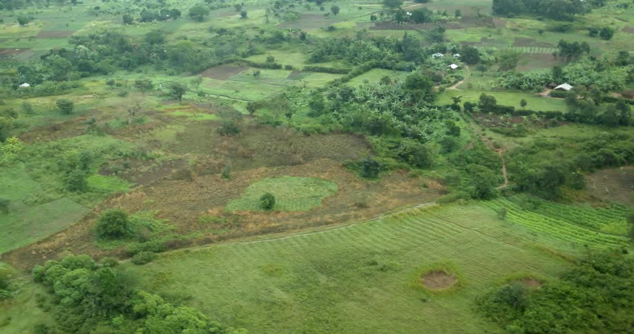 Aerial view of plains and trees