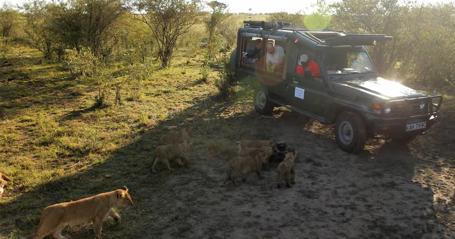 A lion and her cubs investigates a remote control car with a camera on it near people sitting in a jeep