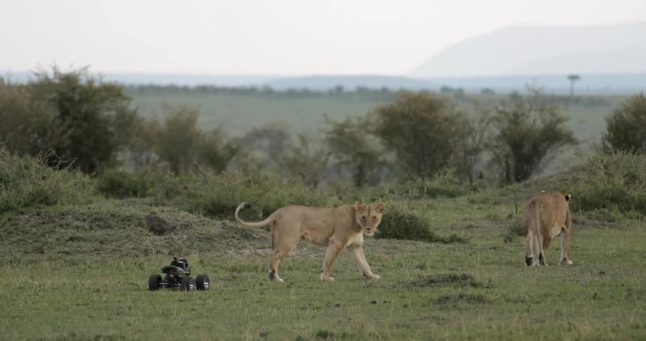 A remote control car chases some lions