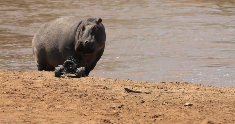 A drone approaching a rhino at a watering hole
