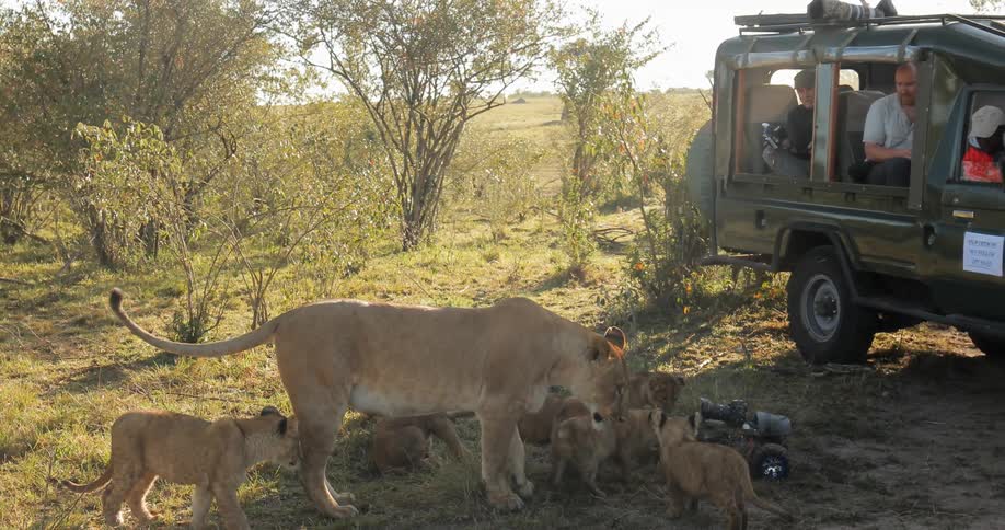 A lion's cubs investigate equipment near people sitting in a jeep