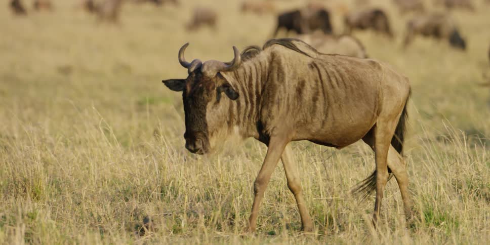 An animal walks across yellowed grass