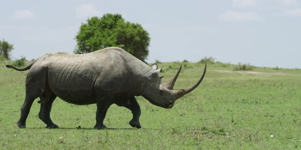 A rhino walks in the grass on a cloudy day