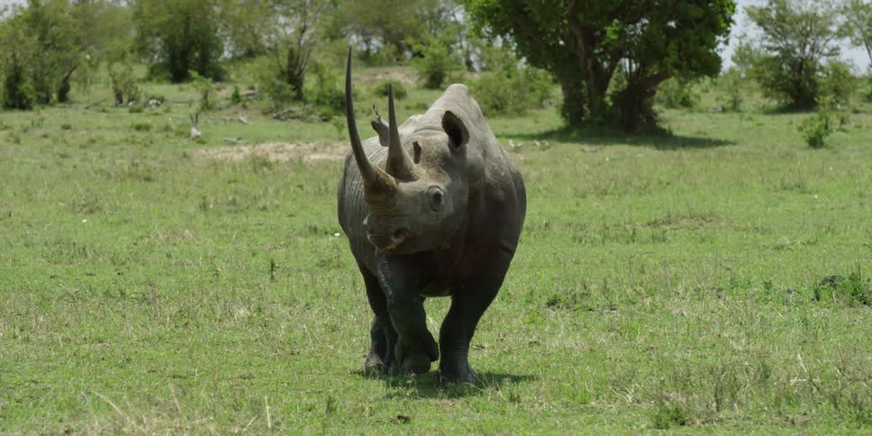 A rhinoceros walks in a sunny field