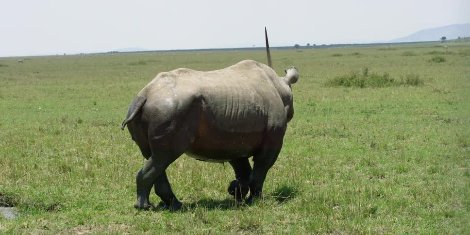 A rhino gets out of the water and steps onto dry land