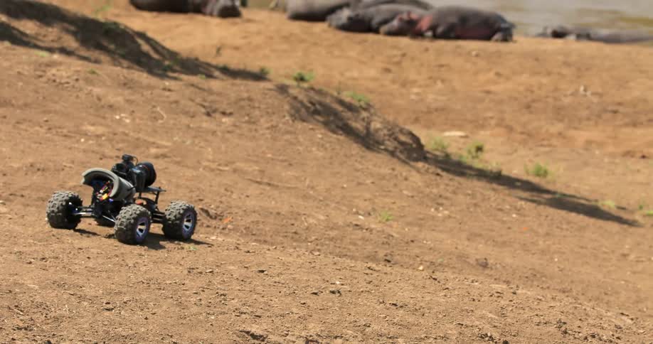 A camera attached to a vehicle rolls over a landscape and approaches a group of hippos