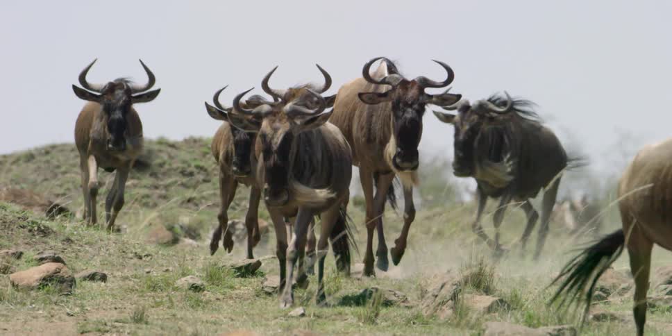 Wildebeests running over barren ground