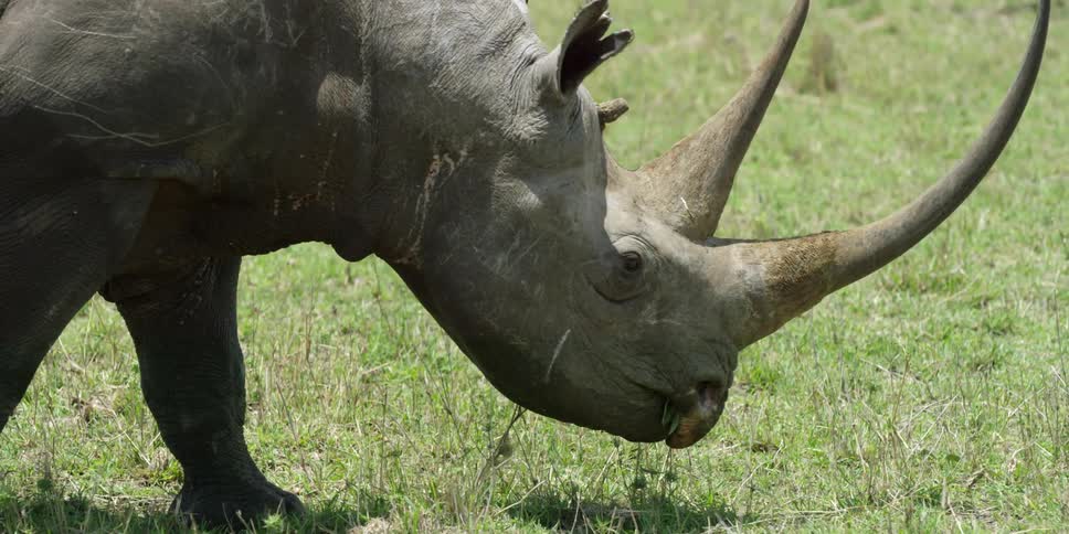 A rhino grazes on grass