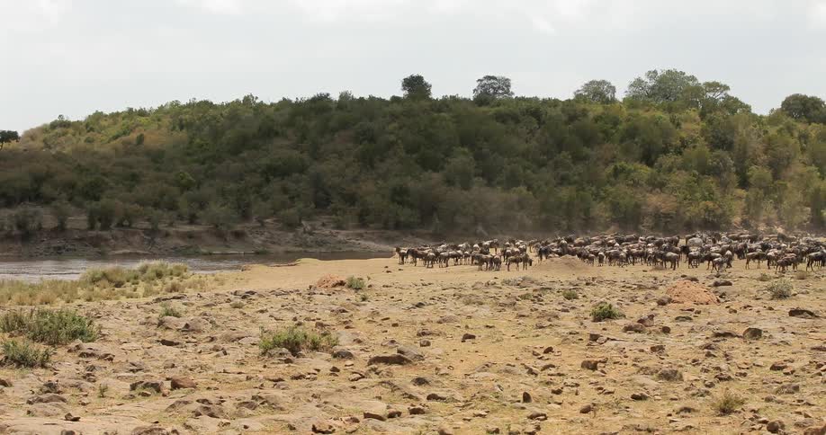 A herd of animals near a body of water