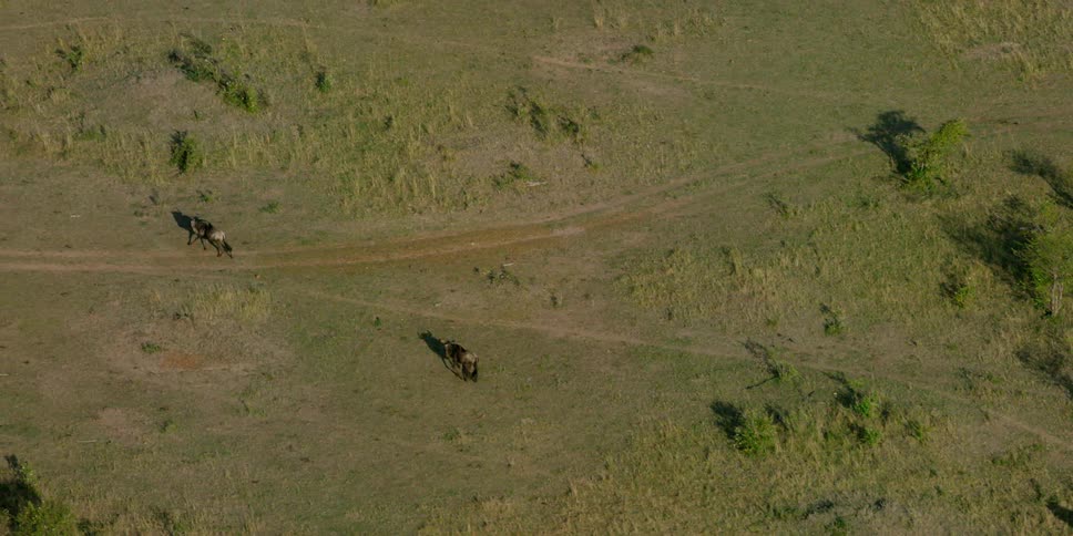 Two animals run across a grassy area