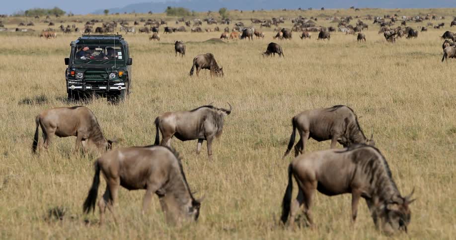 Wild cattle grazing on the plains as a jeep drives through