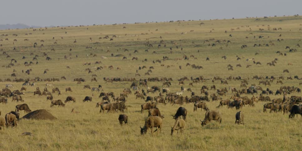 Animals eat grass on an overcast day