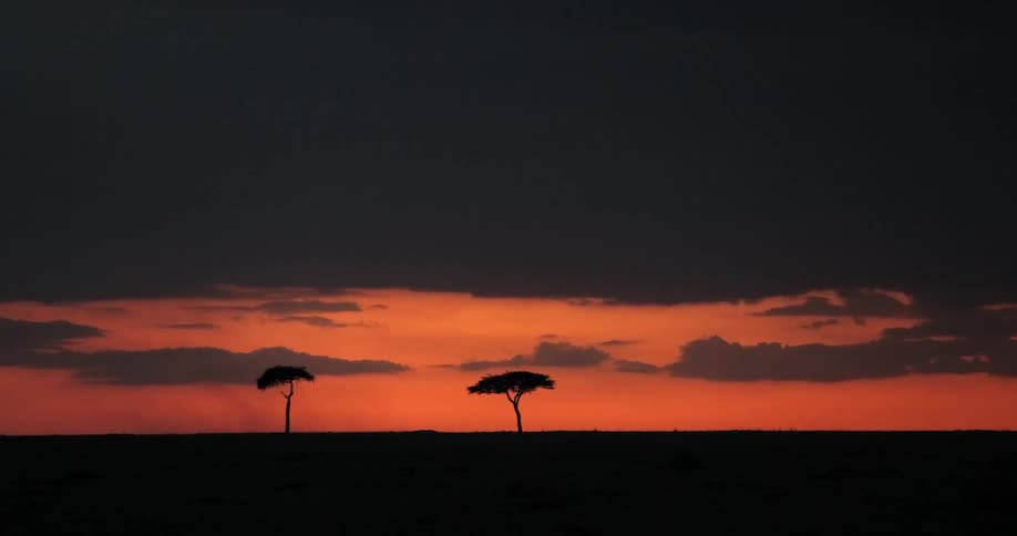 Two trees are highlighted against an orange and black dusk sky