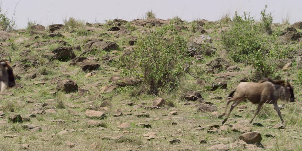 Wild cattle run across a rocky terrain