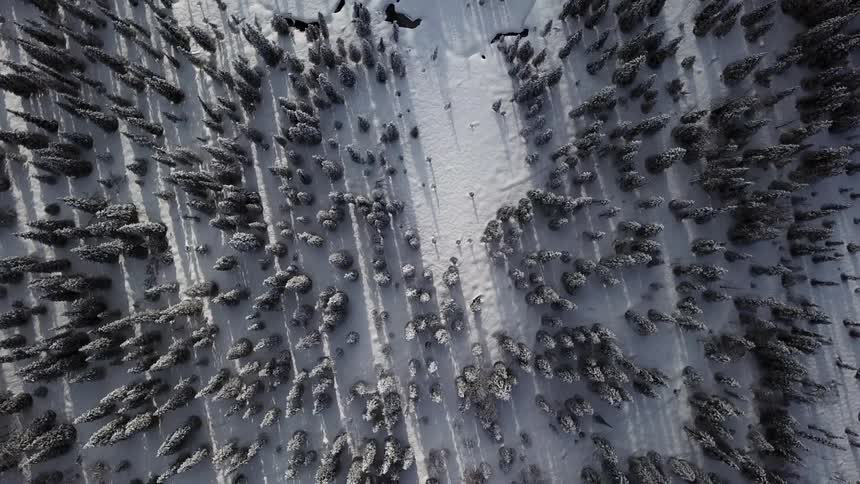 Pine trees in a forest partially covered in snow in the winter