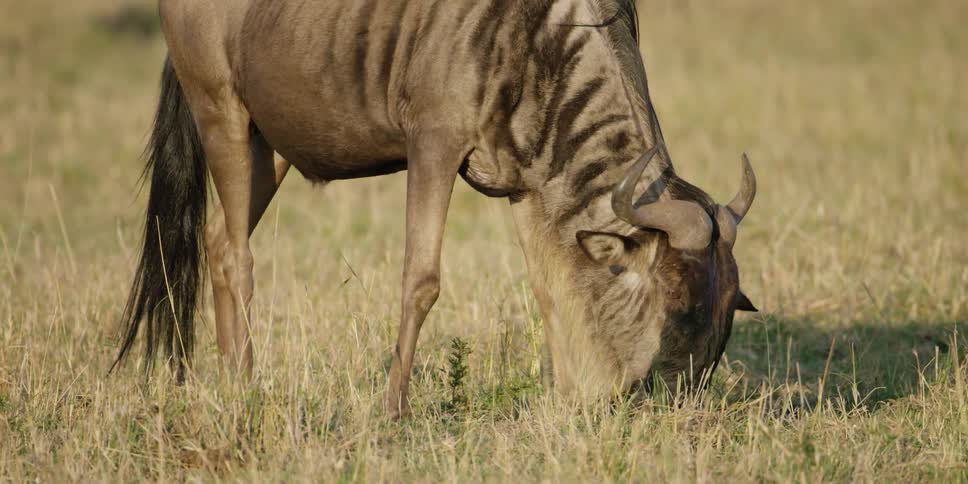 Wildebeest eating grass in a pasture