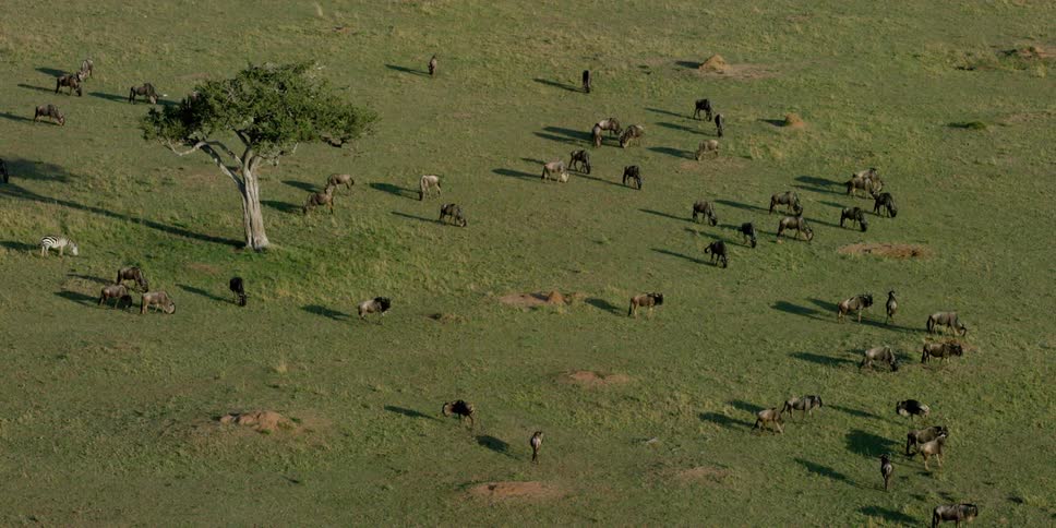 Zebra and other wild animals graze on grass as seen from an overhead drone