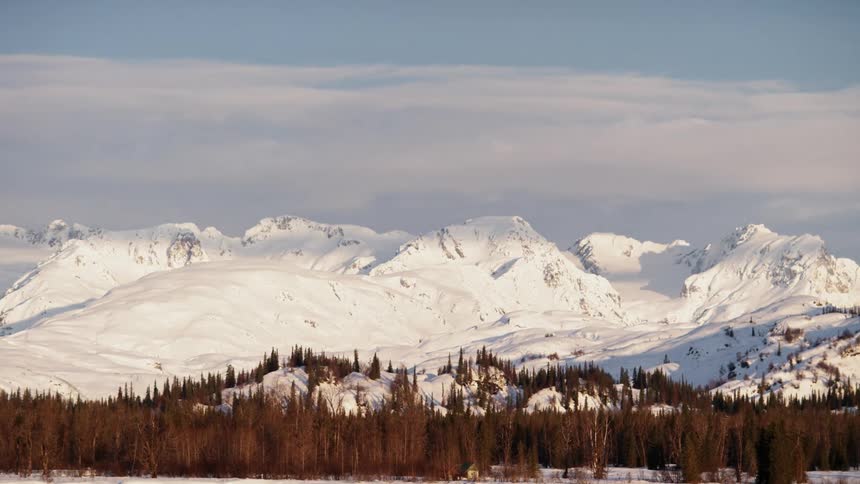 A forest with snow covered mountains in the background