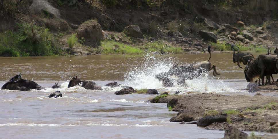 A herd of animals dives into a river