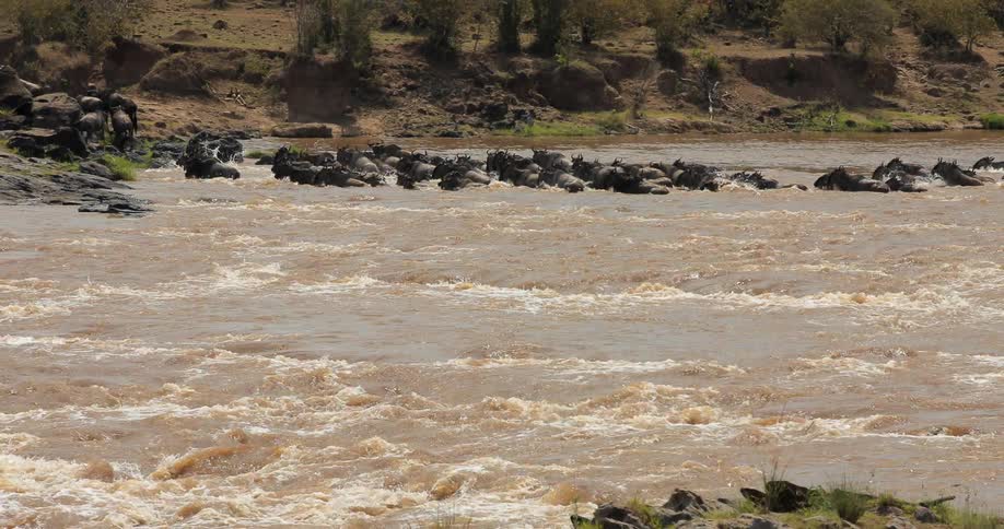 A herd of wild animals cross a river