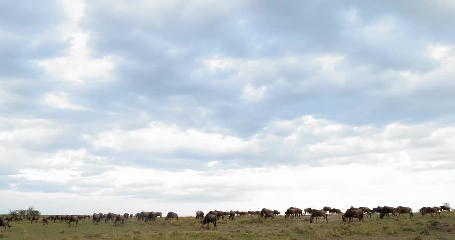 A herd of animals eating under a cloudy sky