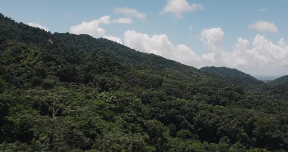 Lush trees on an island rainforest with blue skies