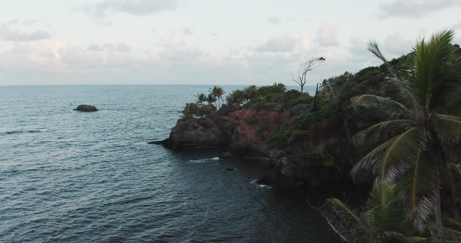 Aerial view of a palm tree in front of a tropical ocean