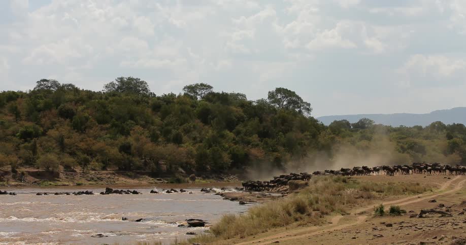 A herd of wild animals swim across a river