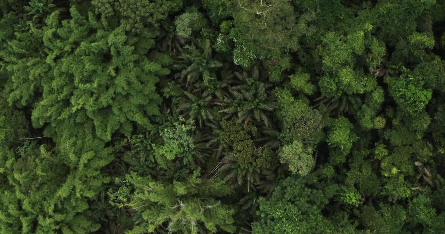Aerial view of lush tropical rainforest