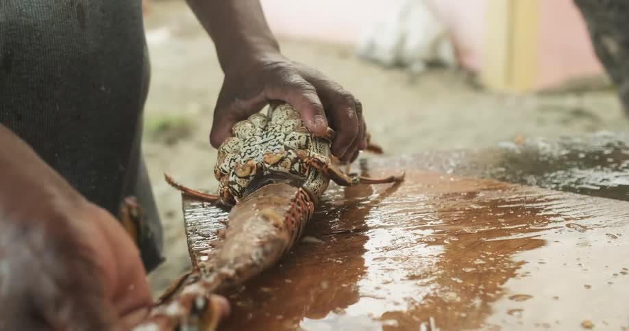 A man peels flesh off a lobster