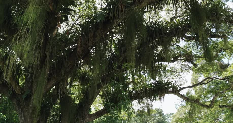 Slider shot of tree covered in hanging moss