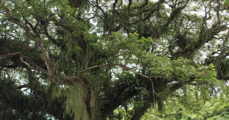 Large rainforest tree covered in moss