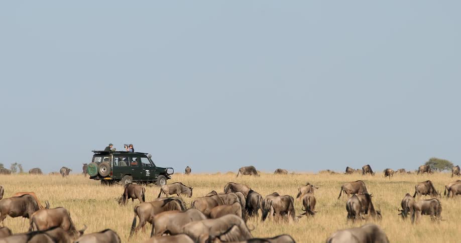 A vehicle drives near a herd of animals grazing