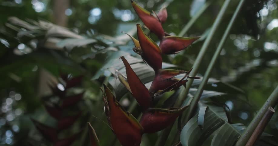 Reddish flowers sit on stalk among fronds
