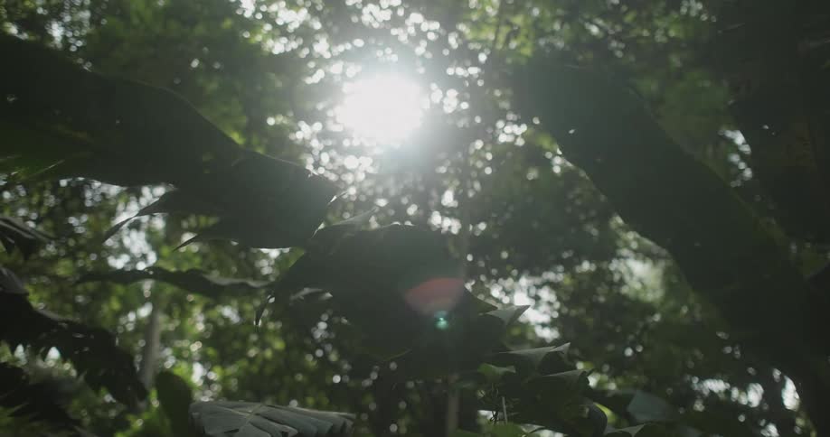 The sun is shining in through the branches of the tree