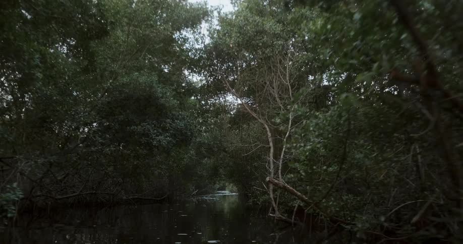 Aerial view of the tree canopy over a river at day