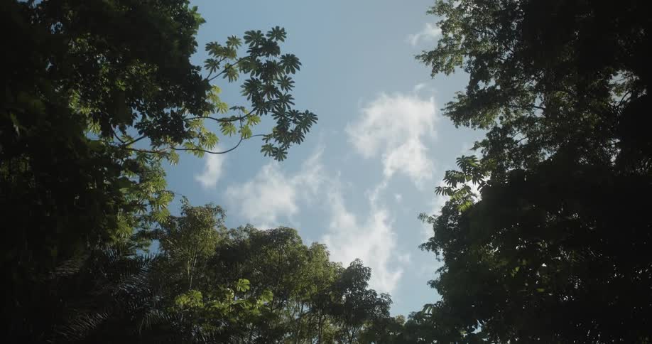 View of clouds from tropical rainforest