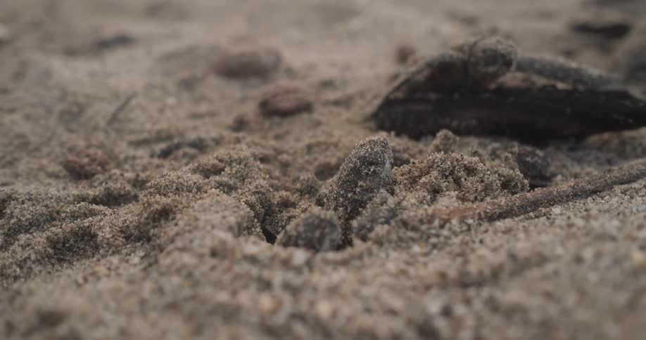 Sea turtles digging out of the sand