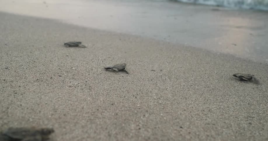 Baby sea turtles crawling towards the water