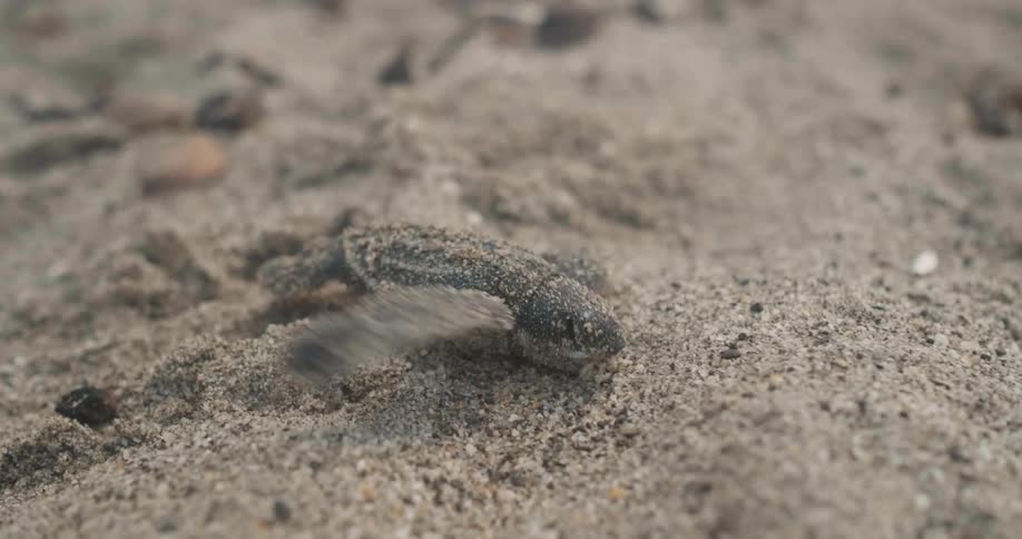 A baby sea turtle crawling on the sand