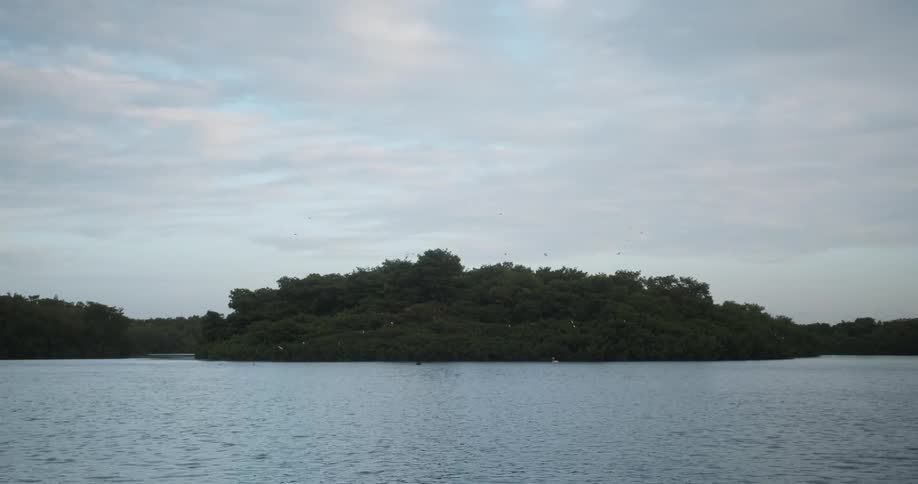 The ocean off the coast of a thick forest on a sunny day