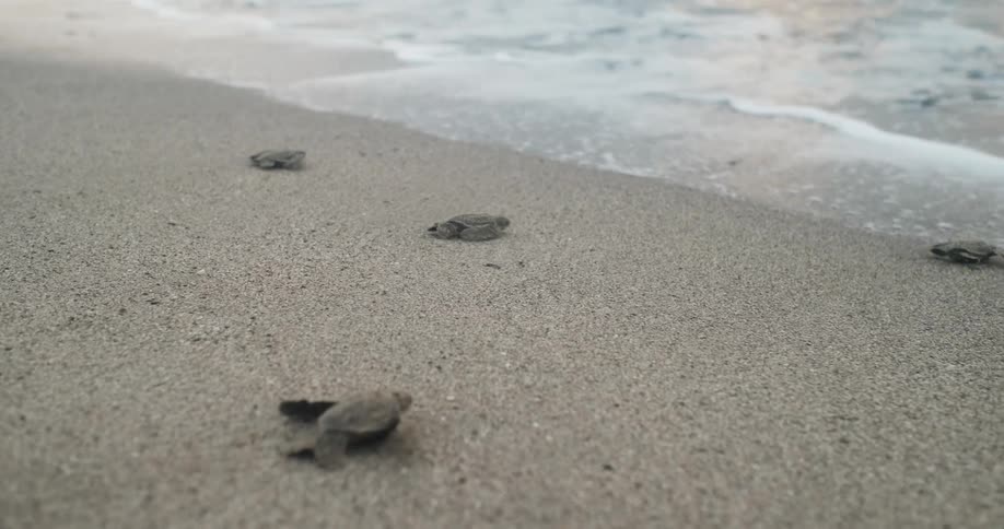 Turtles make their way across the sand to the ocean