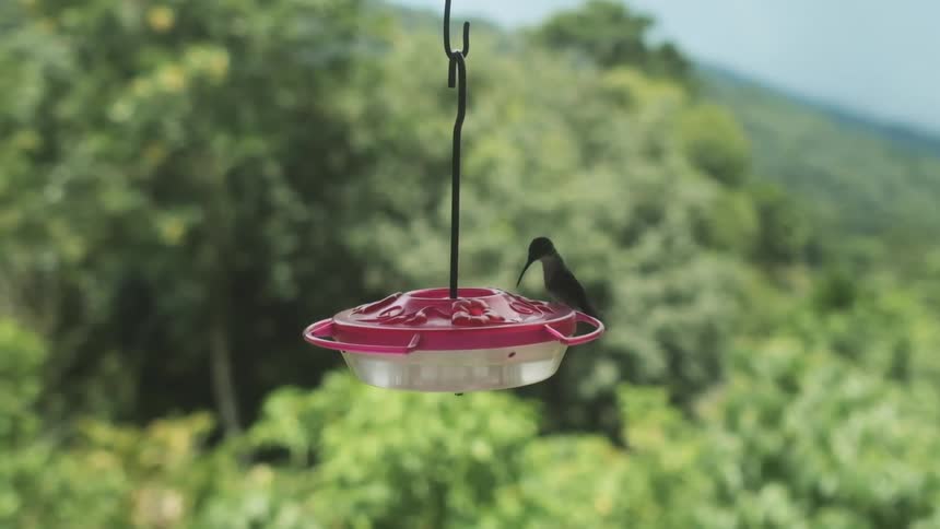 A hummingbird eats at a feeder and then flies away